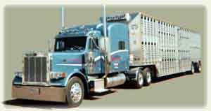 Beef Corp Cattle Trucks
